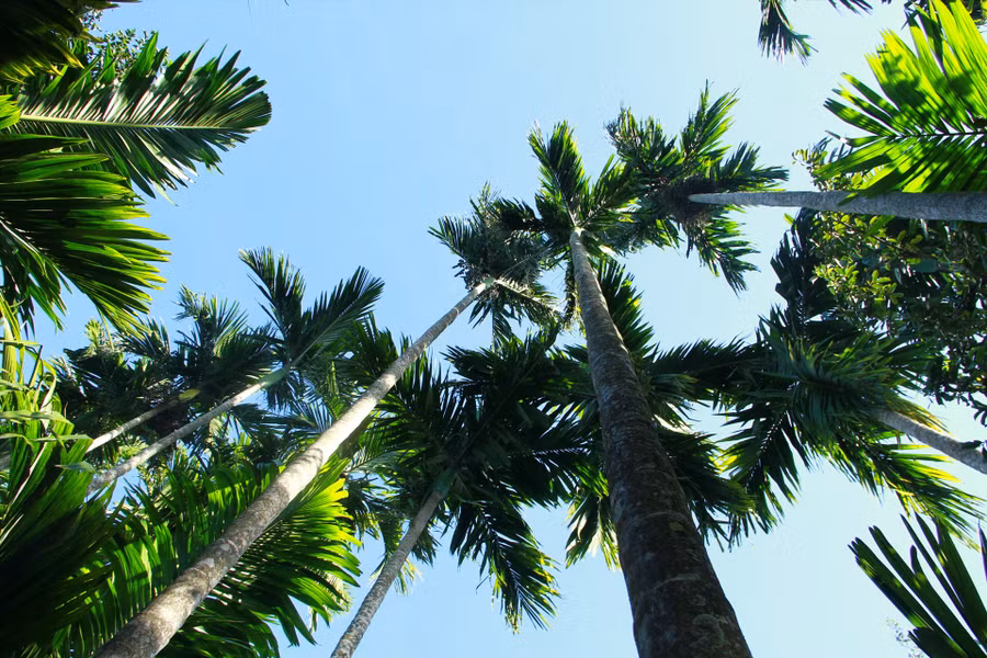 Những vườn cau cao chót vót tại xã Hòa Thắng. Ảnh: Tiến Thoại