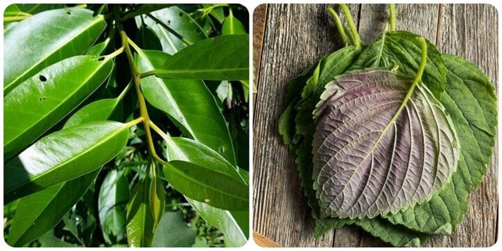 Lá vối và lá tía tô. Lá vối và lá tía tô.