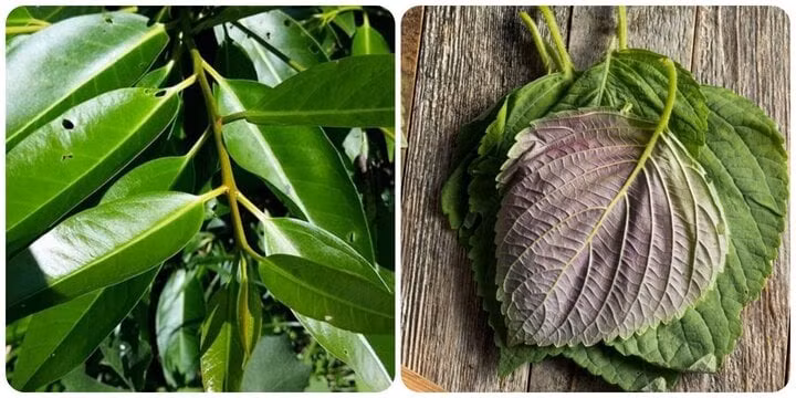 Lá vối và lá tía tô. Lá vối và lá tía tô.