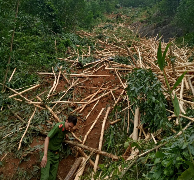 Xe tải chở gỗ keo lao xuống vực sâu 100 m, tài xế tử vong tại chỗ - Ảnh 2. Gỗ keo rơi vãi trên đồi sau khi xe tải lao xuống vực. Ảnh: C.T.V.