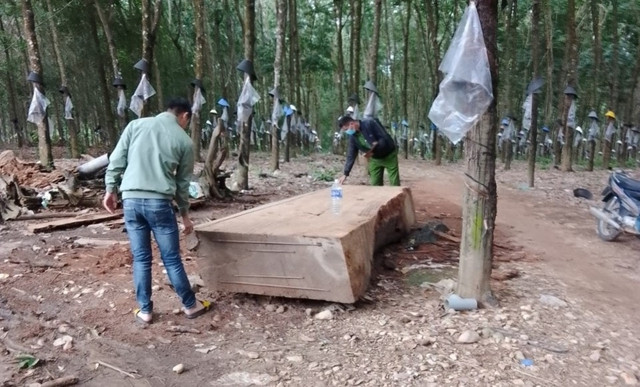 Cơ quan công an lập biên bản tạm giữ số gỗ. Ảnh: ĐỨC NHẬT