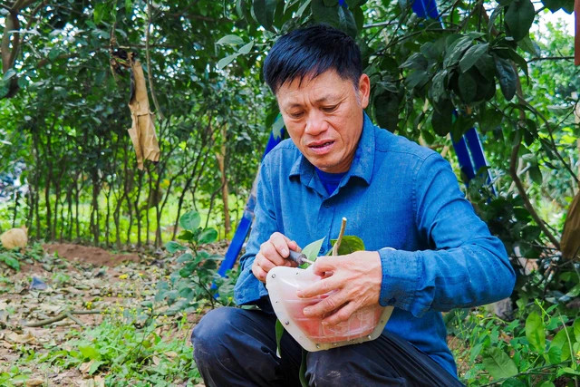 Giá bưởi được tạo hình cao hơn nhờ sự kỳ công và độc đáo với mức giá 250.000 đồng/1 quả