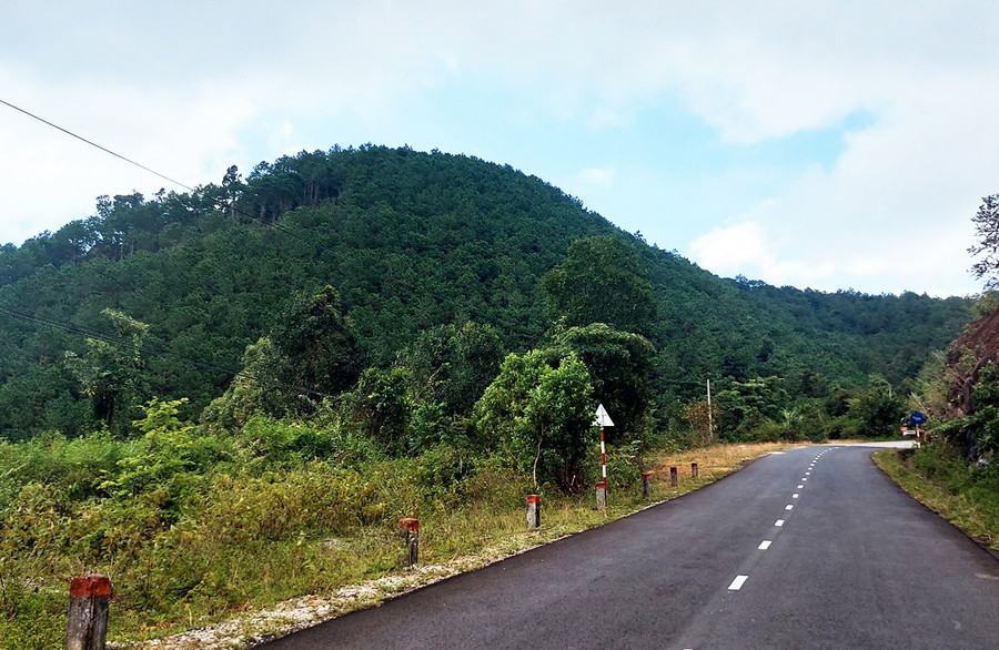 Thông phủ xanh ngọn đồi ở xã Ia Kreng. Ảnh: H.S Thông phủ xanh ngọn đồi ở xã Ia Kreng. Ảnh: H.S