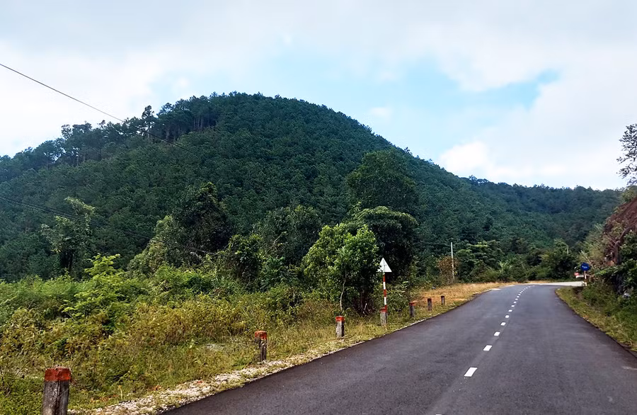 Thông phủ xanh ngọn đồi ở xã Ia Kreng. Ảnh: H.S