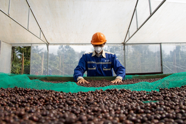 Giá cà phê tiếp tục giảm. Ảnh: Minh Đăng