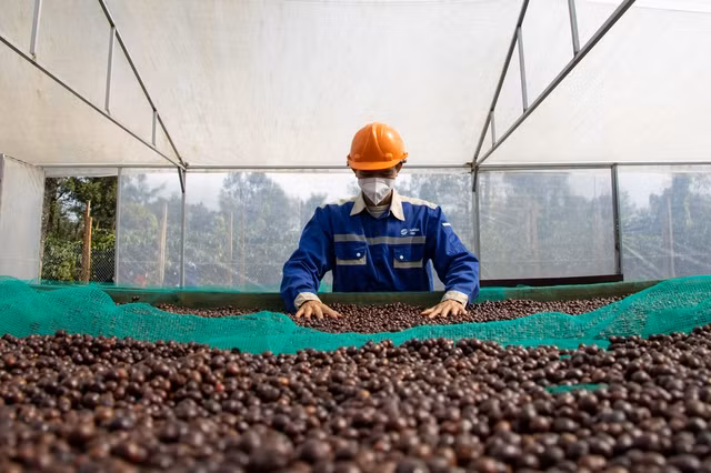 Giá cà phê tiếp tục giảm. Ảnh: Minh Đăng