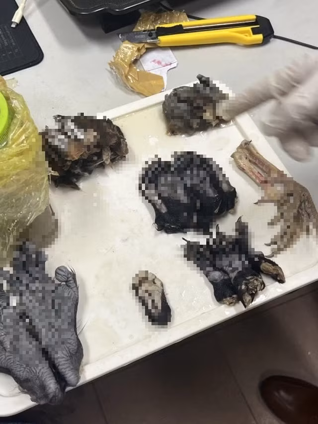 43 sản phẩm của các loài động vật có nhiều loại thuộc Phụ lục I, danh mục loài nguy cấp, quý hiếm ưu tiên bảo vệ. ẢNH: C.T.V.