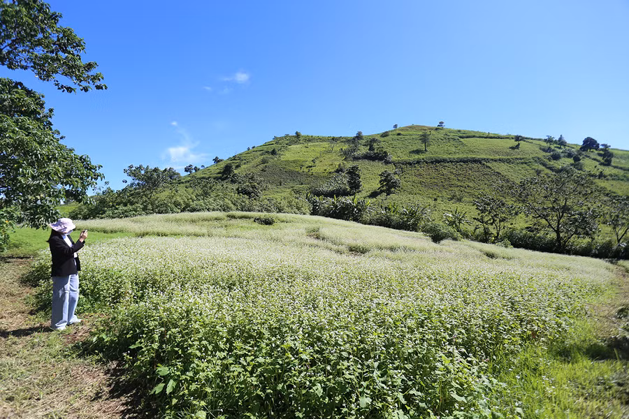 Vườn hoa tam giác mạch rộng khoảng 4 sào đang khoe sắc dưới chân núi Chư Đang Ya. Ảnh: Văn Ngọc