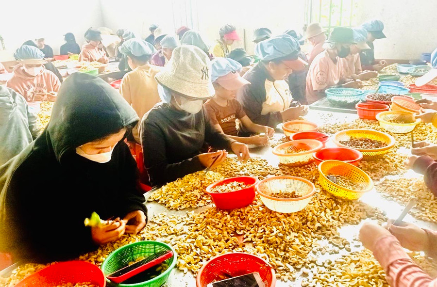 Hiện nay, chị H&apos;Hanh đang giúp cho hơn 60 hội viên, phụ nữ nhận gia công hạt điều để cải thiện thu nhập. Ảnh: Nhật Hào