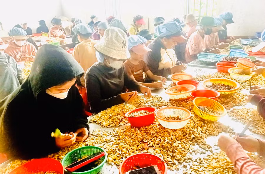 Hiện nay, chị H'Hanh đang giúp cho hơn 60 hội viên, phụ nữ nhận gia công hạt điều để cải thiện thu nhập. Ảnh: Nhật Hào