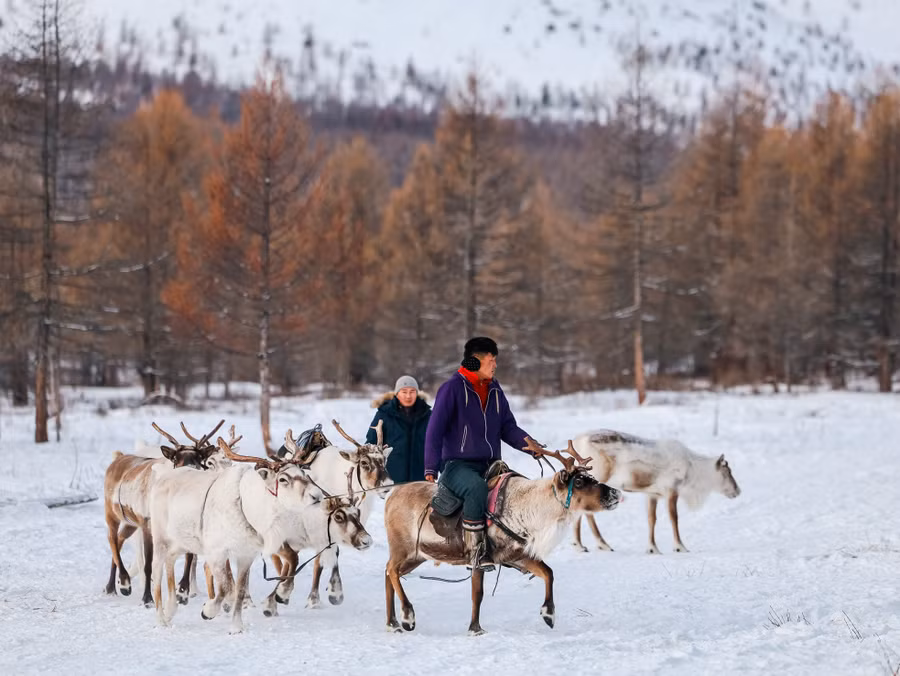Tuần lộc là loài vật thích sống ở những nơi mát lạnh. Vào mùa hè, bộ lạc Dukha sẽ đưa chúng vào tận rừng sâu, vùng cao hơn để kiếm ăn. Còn mùa đông, họ đưa tuần lộc ra bìa rừng, gần với thị trấn để dễ sống hơn.