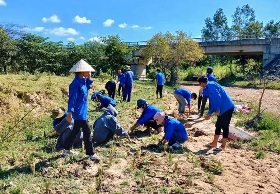 Cỏ vetiver được Huyện Đoàn Krông Pa trồng phủ xanh dọc bờ sông, suối để chống sạt lở, xói mòn đất. Ảnh: Vũ Chi