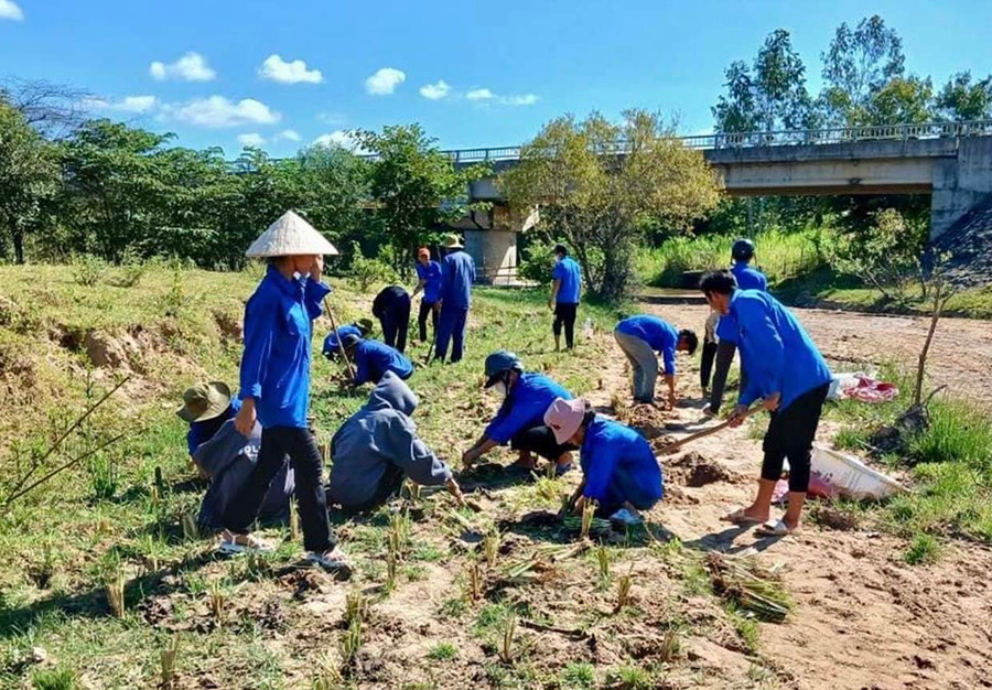 Cỏ vetiver được Huyện Đoàn Krông Pa trồng phủ xanh dọc bờ sông, suối để chống sạt lở, xói mòn đất. Ảnh: Vũ Chi Cỏ vetiver được Huyện Đoàn Krông Pa trồng phủ xanh dọc bờ sông, suối để chống sạt lở, xói mòn đất. Ảnh: Vũ Chi