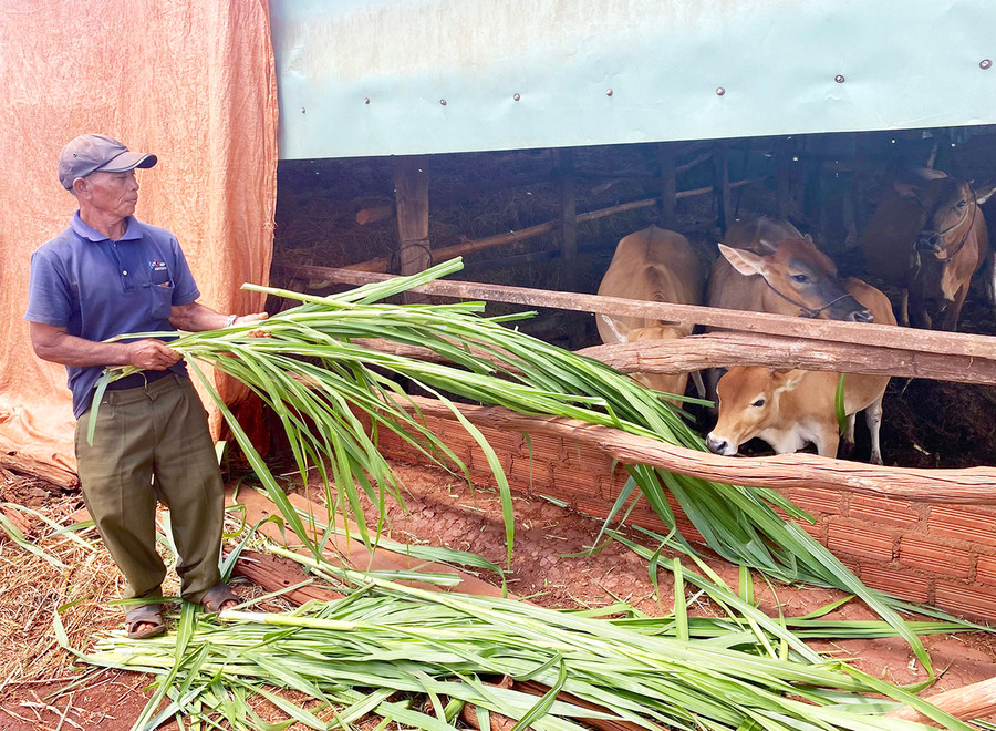 Ông Rơ Mah Pur chăm sóc đàn bò của gia đình. Ảnh: M.T