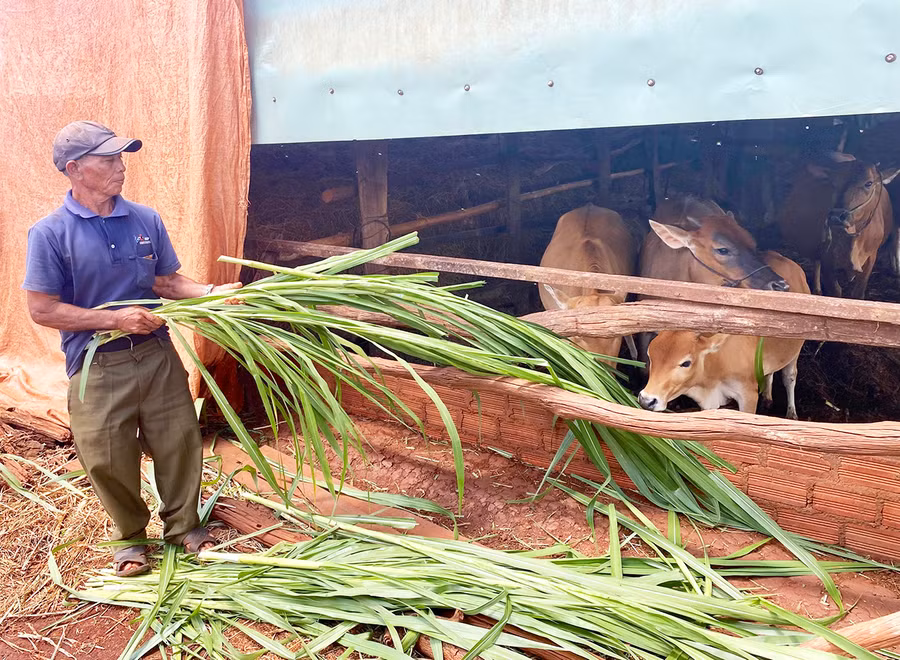 Ông Rơ Mah Pur chăm sóc đàn bò của gia đình. Ảnh: M.T