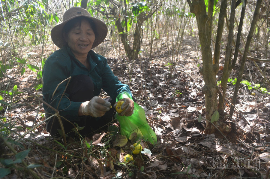 Nông dân nhiều nơi ở Đắk Nông mất mùa điều. Nông dân nhiều nơi ở Đắk Nông mất mùa điều.
