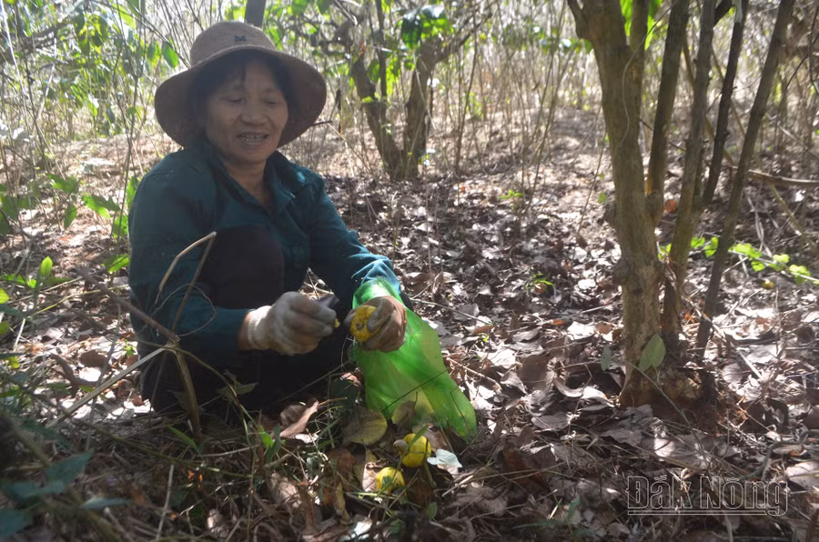 Nông dân nhiều nơi ở Đắk Nông mất mùa điều.