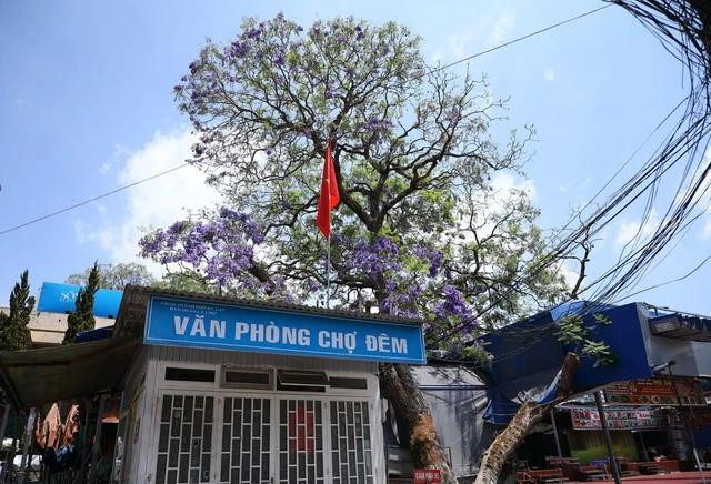 Văn phòng chợ đêm án ngữ bên &quot;lão&quot; phượng tím 62 năm tuổi. ẢNH: LÂM VIÊN