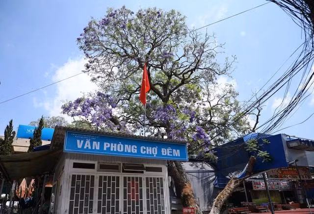 Văn phòng chợ đêm án ngữ bên "lão" phượng tím 62 năm tuổi. ẢNH: LÂM VIÊN