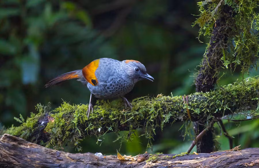 Khướu Ngọc Linh tại Khu bảo tồn thiên nhiên Ngọc Linh. Ảnh: NB