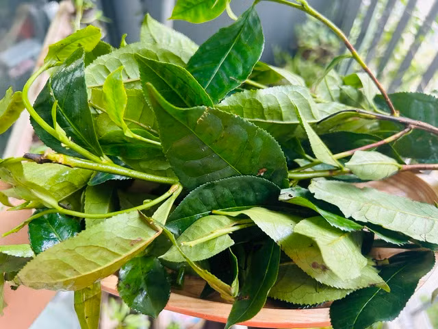 Lá chè xanh chứa nhiều flavonoid. Ảnh: LÊ CẦM