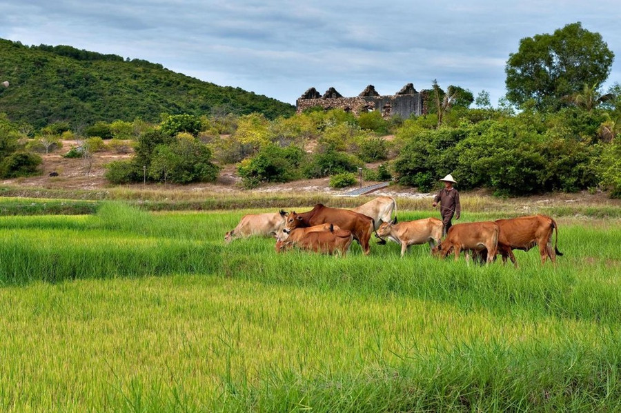 Cảnh làng quê bình dị ở Phú Yên. (Ảnh: CTV/Vietnam+) Cảnh làng quê bình dị ở Phú Yên. (Ảnh: CTV/Vietnam+)