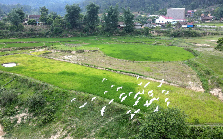 Từng đàn cò trắng bay lượn trên cánh đồng