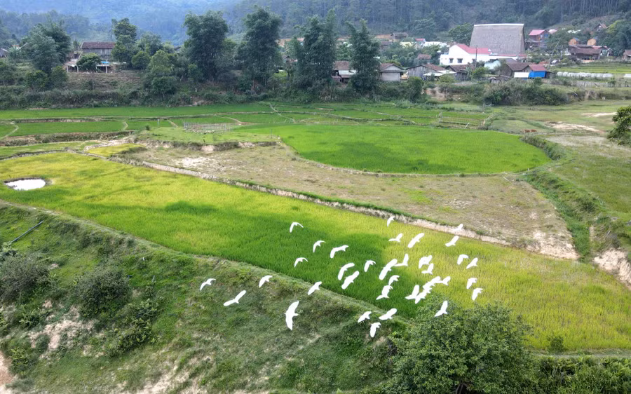 Từng đàn cò trắng bay lượn trên cánh đồng