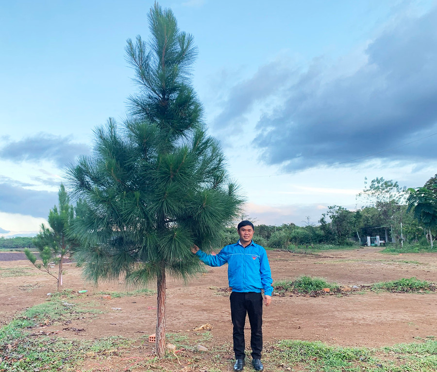 Hàng thông do Đoàn xã Ia Tô trồng đang phát triển tốt. Ảnh: R.P Hàng thông do Đoàn xã Ia Tô trồng đang phát triển tốt. Ảnh: R.P