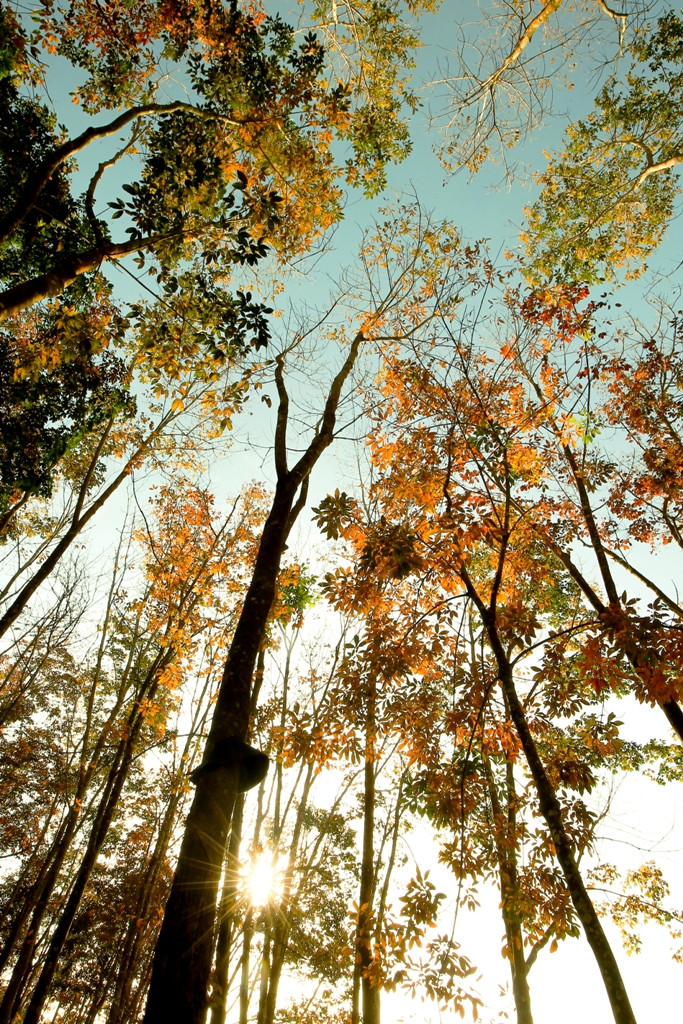 Sắc đỏ, sắc vàng sống động in lên nền trời xanh ngắt.