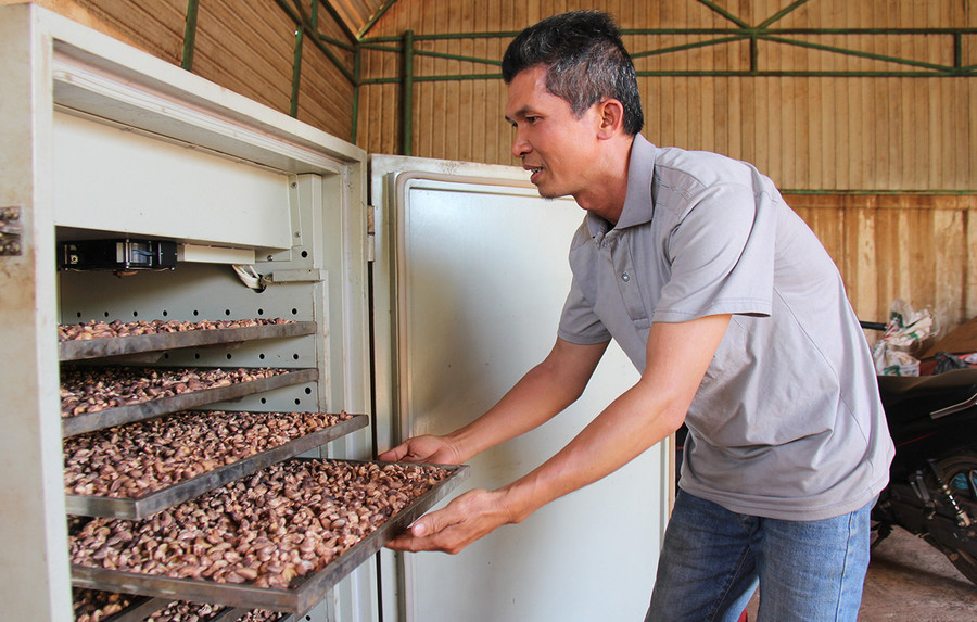 Nhiều nông dân ở Ia Chía lo lắng vụ điều năm nay sẽ thất thu. Ảnh: Thiên Di Nhiều nông dân ở Ia Chía lo lắng vụ điều năm nay sẽ thất thu. Ảnh: Thiên Di