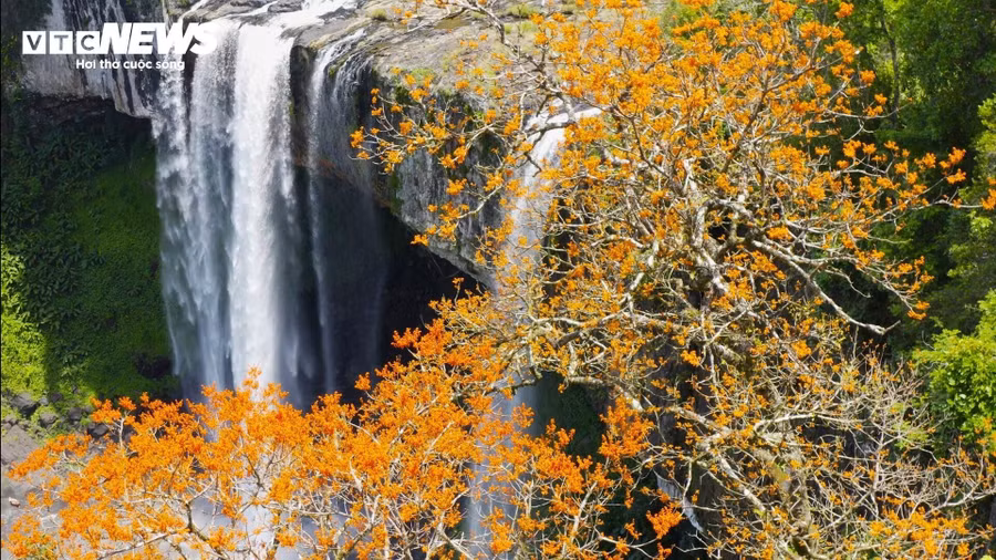 Lên đến đỉnh cao nhất, cả một cánh rừng nguyên sinh, với những cây cổ thụ cao ngút, lấp ló những đóa hoa nở rực rỡ.