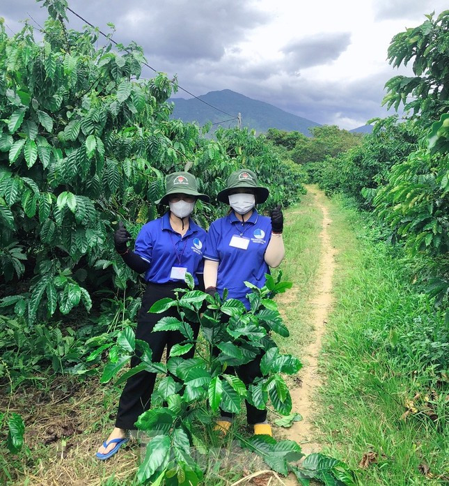 Thanh niên tình nguyện giúp người dân vặt chồi, làm cỏ cà phê ảnh 4