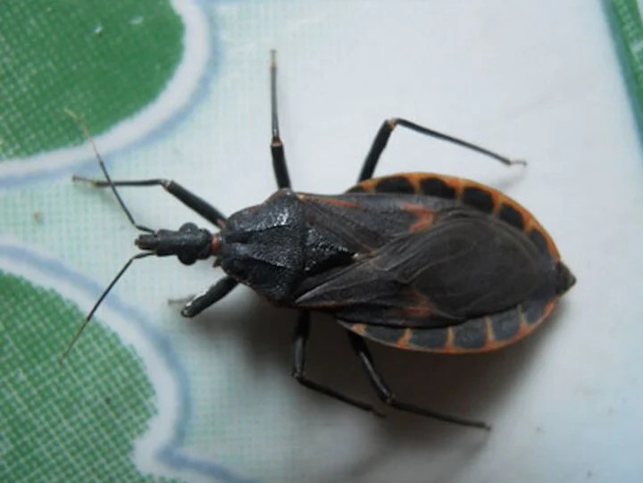 Nhập viện cấp cứu sau khi ăn bọ xít xào rau. Nhập viện cấp cứu sau khi ăn bọ xít xào rau.