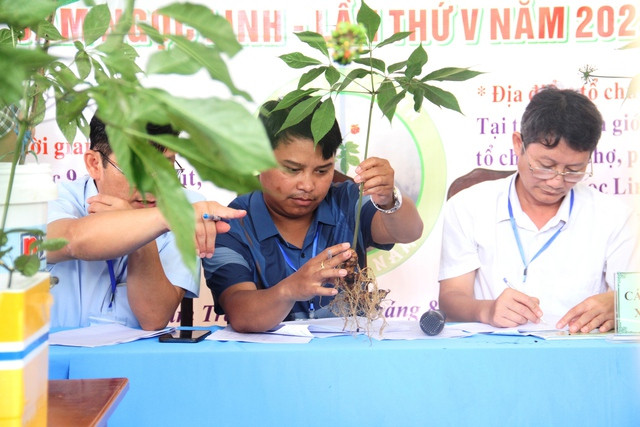 Mắt thường thẩm định quốc bảo Ngọc Linh - Ảnh 3. Ông Hồ Văn Thể thẩm định cây sâm Ngọc Linh bằng mắt thường. Ảnh: Mạnh Cường