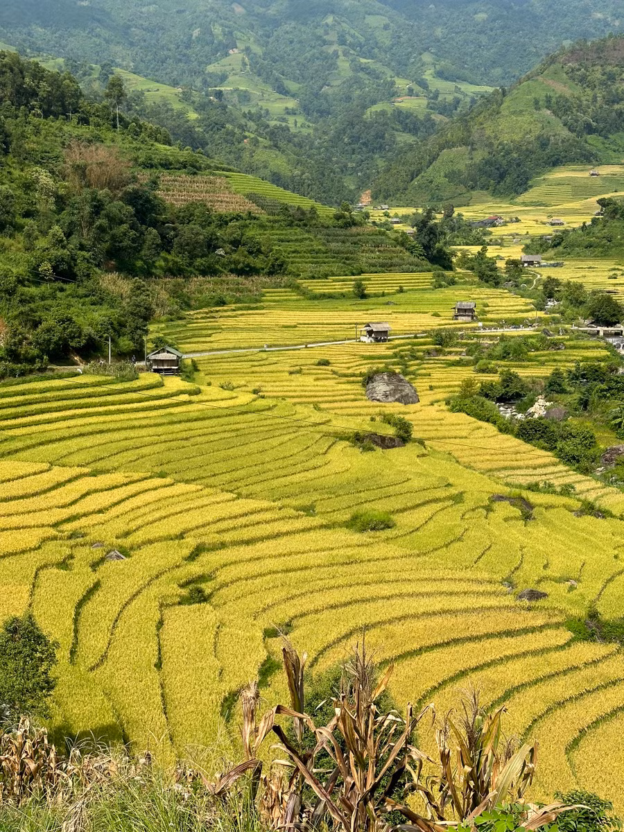 Các thửa ruộng bậc thang ở Nậm Cang bắt đầu chín vàng.