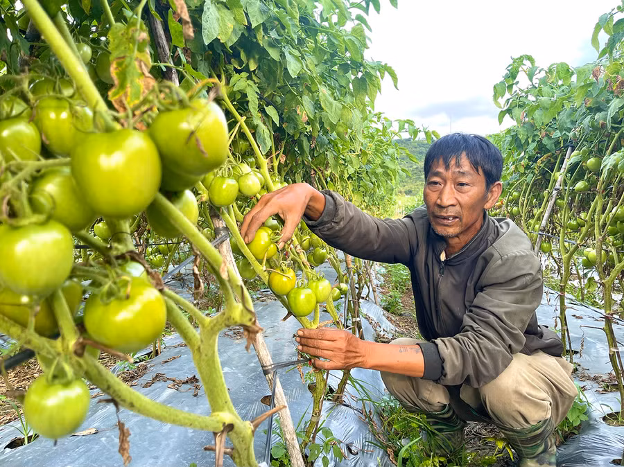 Ông Tô Văn Trung (thị trấn Kbang) tham gia tổ liên kết sản xuất rau an toàn theo tiêu chuẩn VietGAP để tăng giá trị, cải thiện thu nhập. Ảnh: Minh Phương