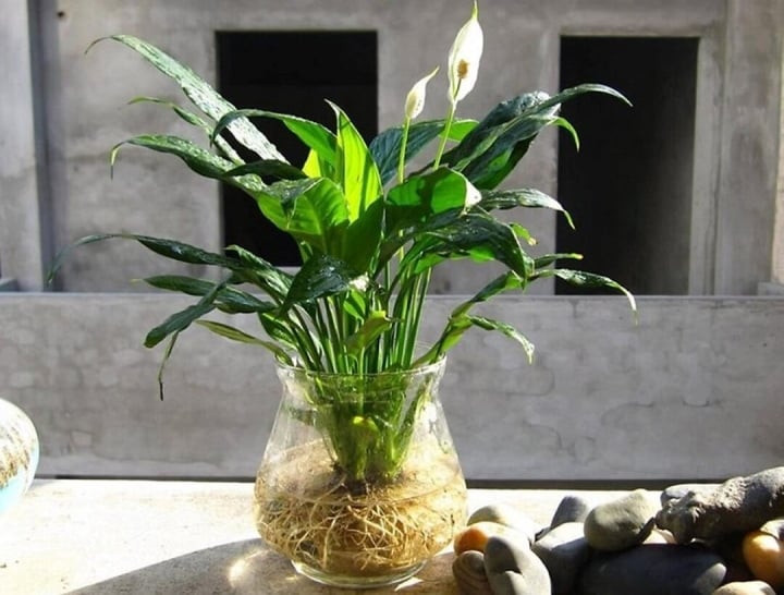 Cây lan ý. Cây lan ý.