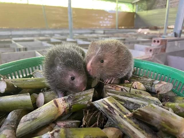 Dúi dễ nuôi, nguồn thức ăn có thể trồng quanh nhà. Ảnh: NVCC Dúi dễ nuôi, nguồn thức ăn có thể trồng quanh nhà. Ảnh: NVCC