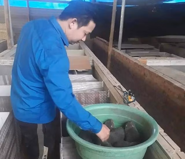 Về quê lập nghiệp, anh Thuật có thu nhập hàng chục triệu đồng/tháng nhờ nuôi dúi. Ảnh: NVCC