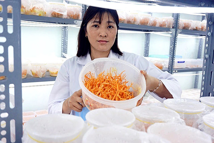 Chị Nguyễn Thị Liên (tổ 3, thị trấn Ia Ly, huyện Chư Păh) bên sản phẩm đông trùng hạ thảo của mình. Ảnh: Đinh Yến Chị Nguyễn Thị Liên (tổ 3, thị trấn Ia Ly, huyện Chư Păh) bên sản phẩm đông trùng hạ thảo của mình. Ảnh: Đinh Yến