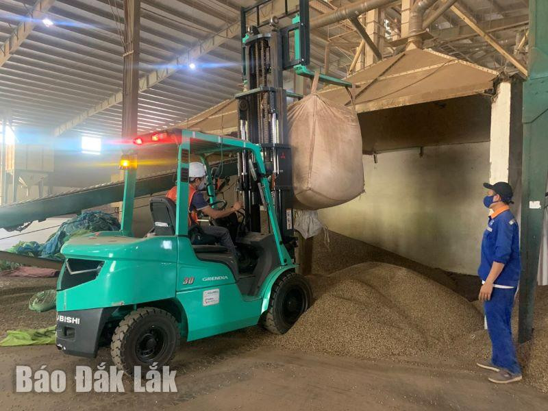 Chế biến cà phê xuất khẩu tại Công ty TNHH MTV Xuất nhập khẩu 2-9 Đắk Lắk. Ảnh: Đỗ Lan Chế biến cà phê xuất khẩu tại Công ty TNHH MTV Xuất nhập khẩu 2-9 Đắk Lắk. Ảnh: Đỗ Lan