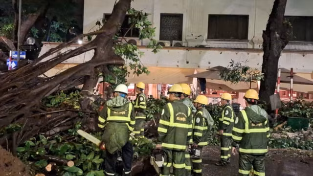 Đêm 9-9, dù trời Hà Nội mưa nặng hạt, những cán bộ, công nhân của Công ty TNHH MTV Công viên Cây xanh TP HCM vẫn miệt mài cắt, thu dọn cây xanh ngã đổ trên đường Phan Đình Phùng, quận Hoàn Kiếm, Hà Nội - Ảnh: VĂN DUẨN