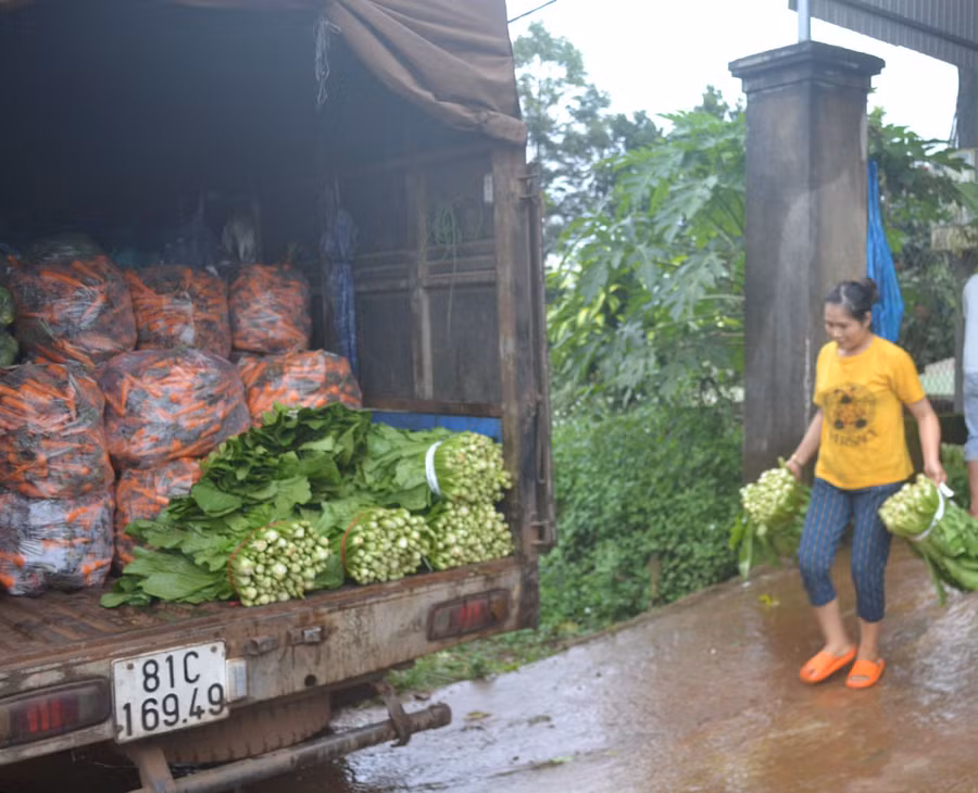 Gia đình chị Trần Thị Tuyết (thôn 5, xã Trà Đa, TP. Pleiku) vận chuyển rau củ đi bán. Ảnh: Hoàng Cư