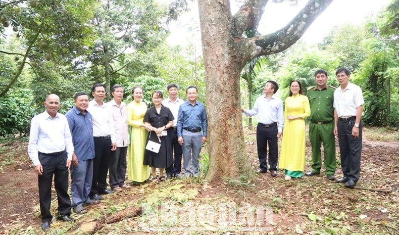 Các đại biểu thăm quan, trải nghiệm những cây sầu riêng cổ thụ tại xã Ea Yông, huyện Krông Pắc. Các đại biểu thăm quan, trải nghiệm những cây sầu riêng cổ thụ tại xã Ea Yông, huyện Krông Pắc.