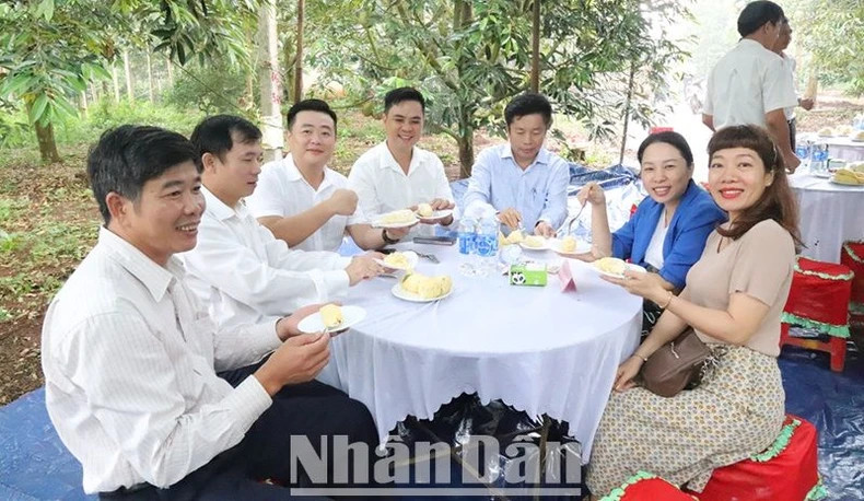 Đến với Lễ hội Sầu riêng huyện Krông Pắc lần thứ II năm 2024 du khách sẽ được trải nghiệm thưởng thức sầu riêng ngay tại vườn của người dân. Đến với Lễ hội Sầu riêng huyện Krông Pắc lần thứ II năm 2024 du khách sẽ được trải nghiệm thưởng thức sầu riêng ngay tại vườn của người dân.