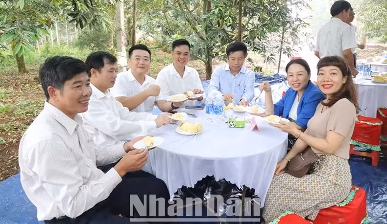 Đến với Lễ hội Sầu riêng huyện Krông Pắc lần thứ II năm 2024 du khách sẽ được trải nghiệm thưởng thức sầu riêng ngay tại vườn của người dân.