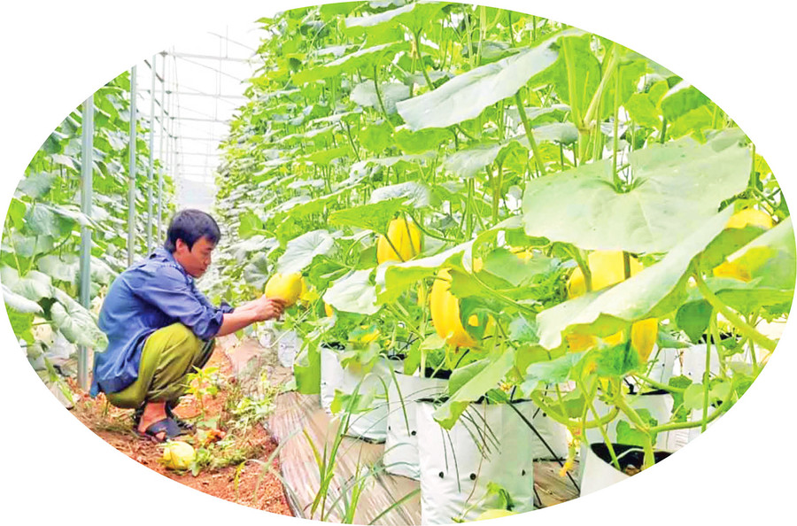 Vườn dưa lưới của Công ty TNHH Nông nghiệp công nghệ cao Nasumi (huyện Chư Sê). Ảnh: Phạm Ngọc