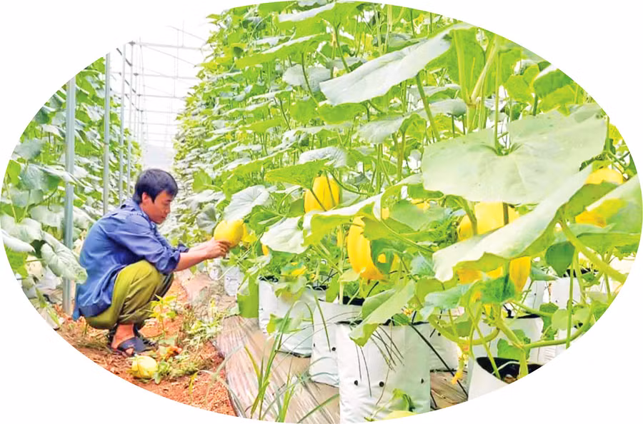 Vườn dưa lưới của Công ty TNHH Nông nghiệp công nghệ cao Nasumi (huyện Chư Sê). Ảnh: Phạm Ngọc