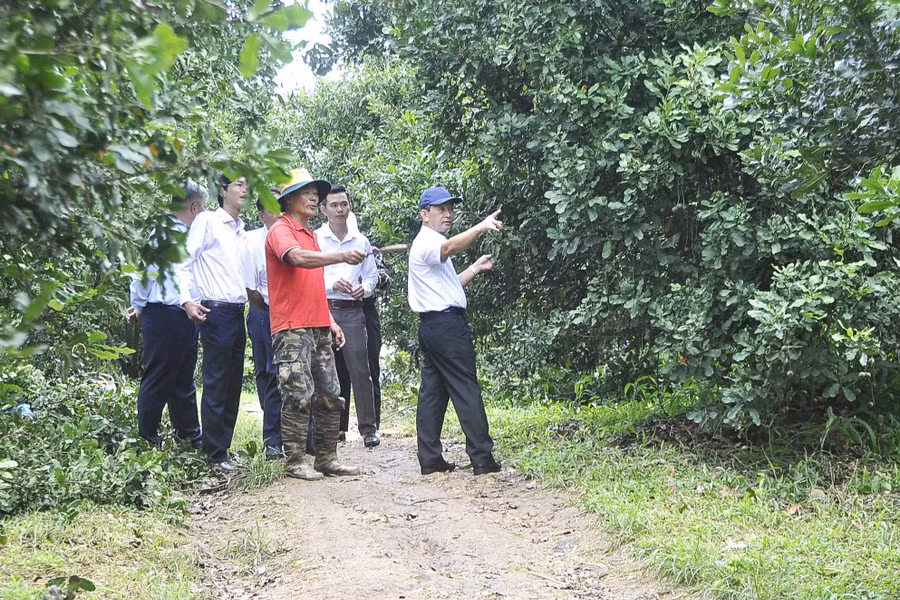 Mô hình cây mắc ca của hộ bà Võ Thị Bích Thủy ở xã Đăk Ruồng. Ảnh: HN